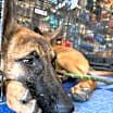 Thumbnail photo of Rocky #1