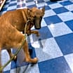 Thumbnail photo of Donner #1