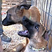 Thumbnail photo of Donner #3