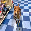 Thumbnail photo of Pip #1