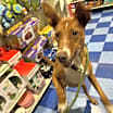 Thumbnail photo of Pip #2