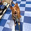 Thumbnail photo of Pip #3
