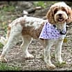 Thumbnail photo of Maple #1