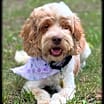 Thumbnail photo of Maple #2
