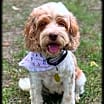 Thumbnail photo of Maple #3