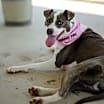 Thumbnail photo of Kodi #4
