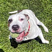 Thumbnail photo of Debo #1