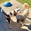 Thumbnail photo of Debo #4