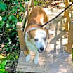 Thumbnail photo of Hannah (Carter County Aussies) #2
