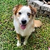 Thumbnail photo of Hannah (Carter County Aussies) #3