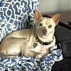 Thumbnail photo of Little Andy #1