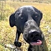 Thumbnail photo of Zorro #2