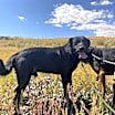 Thumbnail photo of Zorro #3