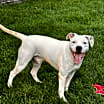 Thumbnail photo of Hank #3
