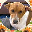 Thumbnail photo of BUCKLEY Bumble #1