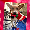 Thumbnail photo of BUCKLEY Bumble #2