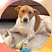 Thumbnail photo of BUCKLEY Bumble #3