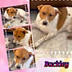 Thumbnail photo of BUCKLEY Bumble #4