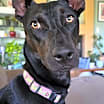 Thumbnail photo of Maisey #3