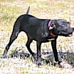 Thumbnail photo of Jolene #2