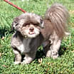 Thumbnail photo of Captain aka Cappy (Neutered) #2