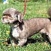 Thumbnail photo of Captain aka Cappy (Neutered) #3
