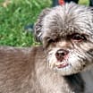 Thumbnail photo of Captain aka Cappy (Neutered) #4