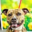 Thumbnail photo of Pebbles #1