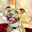 Thumbnail photo of Pebbles #2