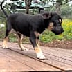 Thumbnail photo of Lila #3