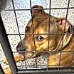 Thumbnail photo of Jazzy #2