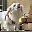 Thumbnail photo of Aspen #1