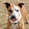 Thumbnail photo of Rowdy - Foster Needed! #1