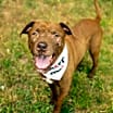 Thumbnail photo of Aslan #1
