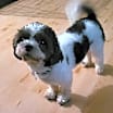 Thumbnail photo of BOGIE #1
