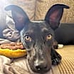 Thumbnail photo of Maisey #4