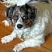 Thumbnail photo of Sophia #1