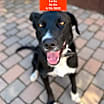 Thumbnail photo of Lucky #1
