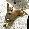 Thumbnail photo of CHEROKEE #1