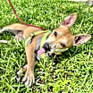 Thumbnail photo of CHEROKEE #2
