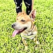 Thumbnail photo of CHEROKEE #3