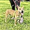 Thumbnail photo of CHEROKEE #4
