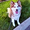 Thumbnail photo of Chevy #1