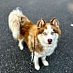 Thumbnail photo of Chevy #2
