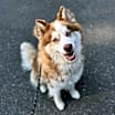 Thumbnail photo of Chevy #3