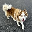 Thumbnail photo of Chevy #4