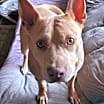 Thumbnail photo of Ember #1