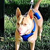 Thumbnail photo of Ember #4