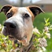 Thumbnail photo of Rowdy - Foster Needed! #2