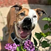 Thumbnail photo of Rowdy - Foster Needed! #3
